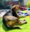 Dixie Mae