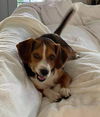 Dixie Mae