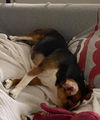Dixie Mae