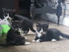 Kitten Rowdy Bunch (Button)