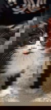 Kitten Rowdy Bunch (Button)