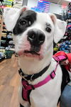 Oreo Three (Female)