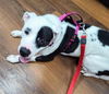 Oreo Three (Female)