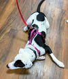 Oreo Three (Female)