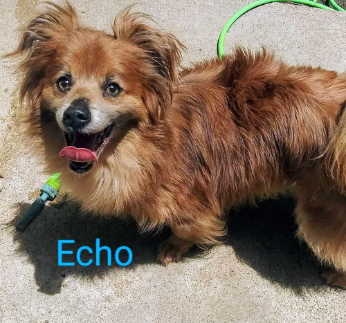 Echo Eric