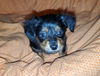 Looney Toons (Daisy Lou)