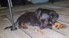 Looney Toons (Daisy Lou)