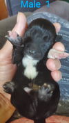 Looney Toons (Tasmanian Devil)