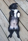 Looney Toons (Tasmanian Devil)