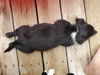 Looney Toons (Tasmanian Devil)