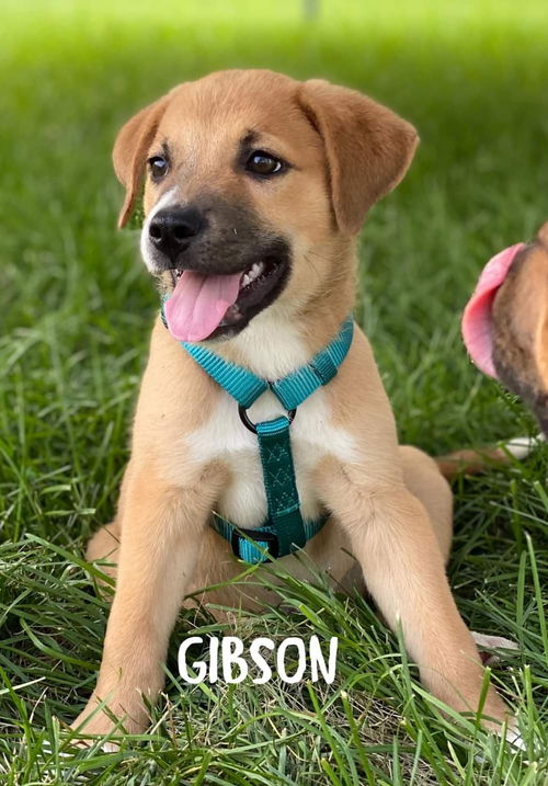 Lil' G boy (Gibson)