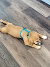 Lil' G boy (Gibson)