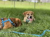 Lil' G boy (Gibson)