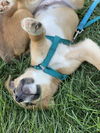 Lil' G boy (Gibson)
