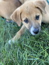 Lil' G boy (Gibson)