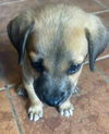 Otis Ari