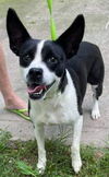 Opal Boston