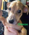 Cheese Cake