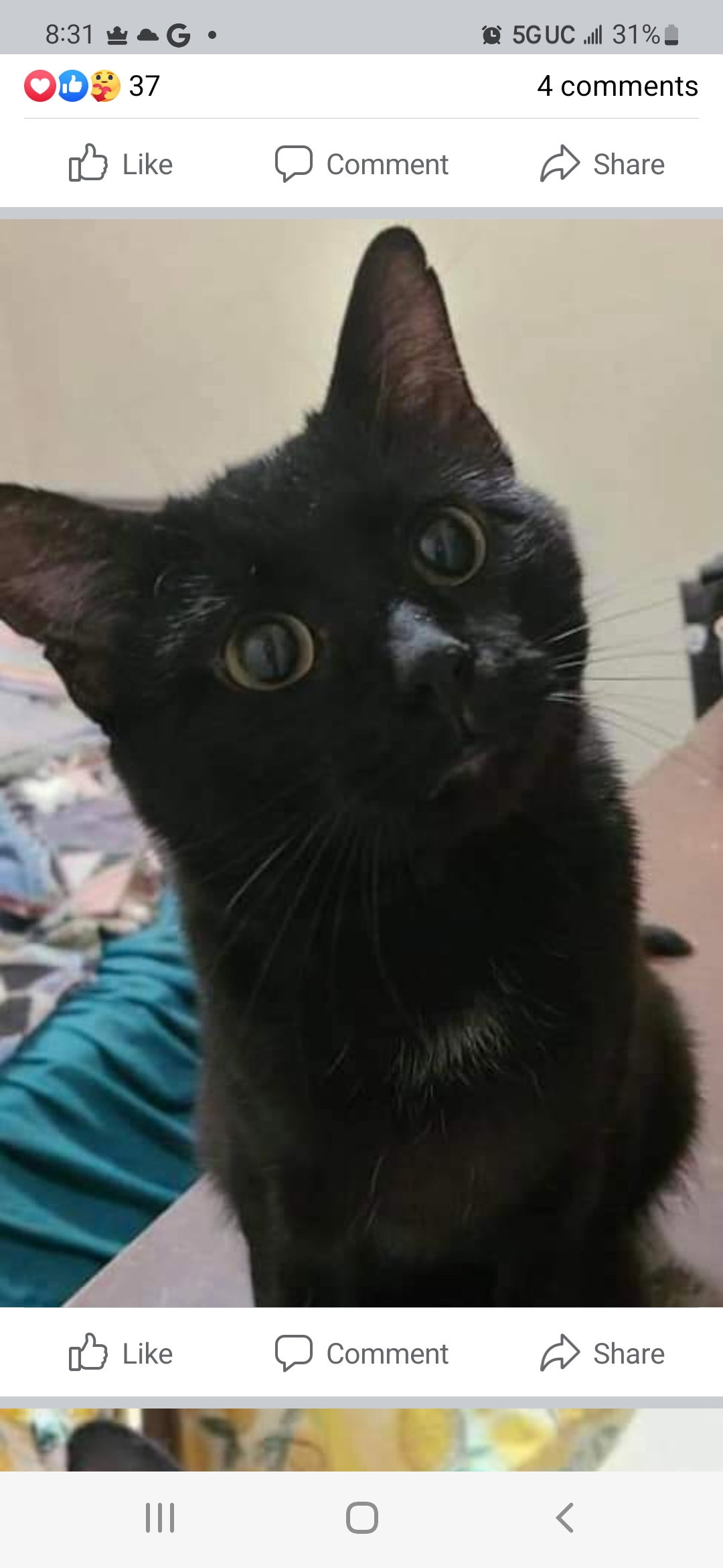 Cats for Adoption in Athens, Ohio Alpha Paw