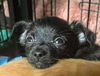 Baby Boo's puppy (Chandler)