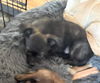Baby Boo's puppy (Chandler)