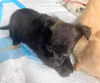 Baby Boo's puppy (Chandler)