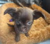 Baby Boo's puppy (Chandler)