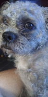 Chewbacca