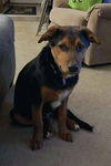 Four Wise Pups (Hermie)