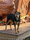 Four Wise Pups (Hermie)