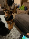 Four Wise Pups (Hermie)