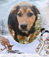 Four Wise Pups (Hermie)