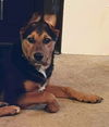 Four Wise Pups (Hermie)