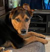 Four Wise Pups (Hermie)