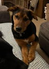Four Wise Pups (Hermie)