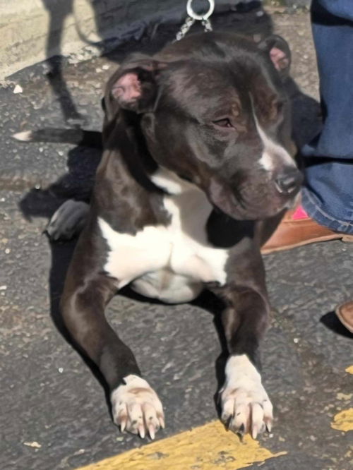 picture of the dog needing adoption