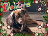 Four Wise Pups (Mia)