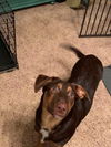 Four Wise Pups (Wally)