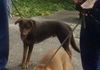 Four Wise Pups (Wally)