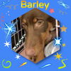 Four Wise Pups (Barley)