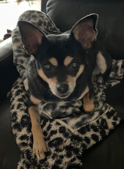 Cheyenne