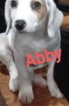 Abby Australian Shepherd