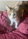 Samantha