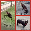 Castle Doxy (Castle)