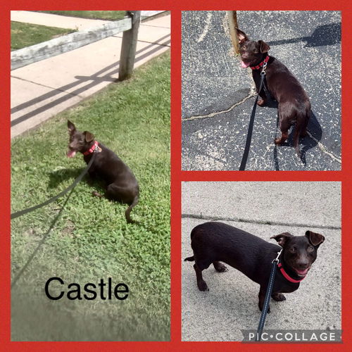 Castle Doxy (Castle)