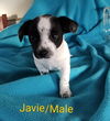 Castle Doxy (Javie)