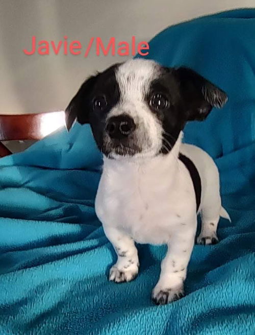 Castle Doxy (Javie)