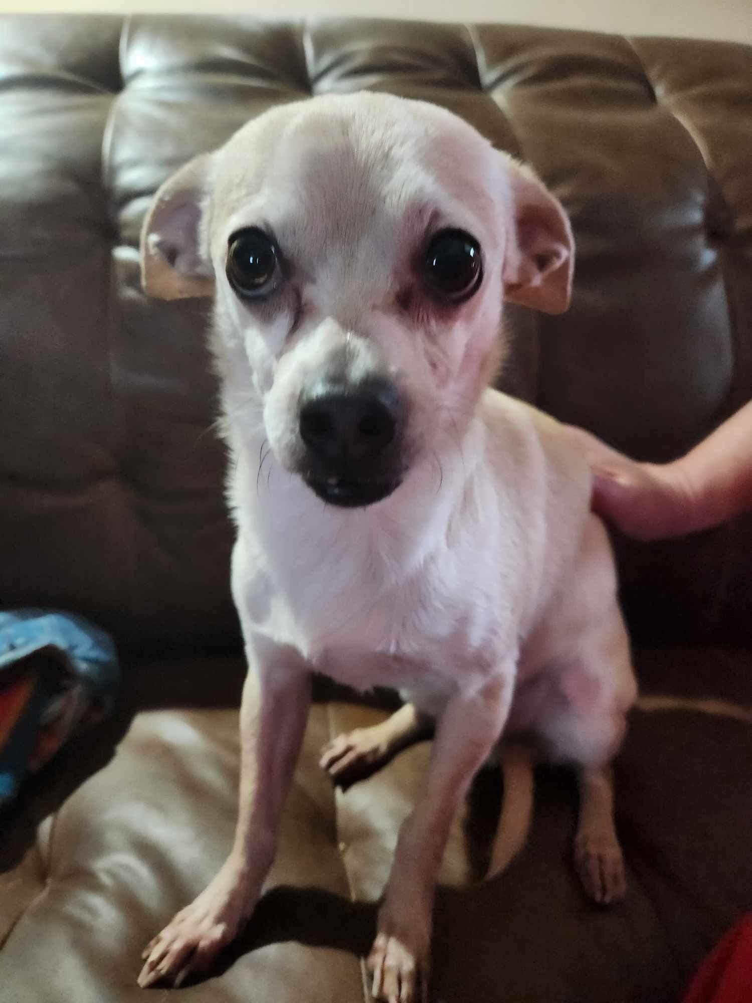 adoptable Dog in Ashville, OH named Jackson Crew 2 ~ Casper