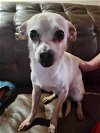 adoptable Dog in ashville, OH named Jackson Crew 2 ~ Casper