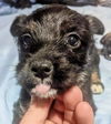 Terrier mix (Bonnie)